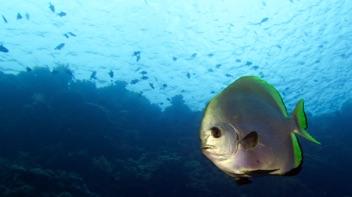 Spade fish